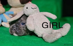 French Bulldog dogs for sale: Beautiful KC registered french bulldog puppies  - Image 4