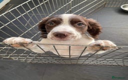 Sprocker dogs for sale: Sprocker Puppies Due - Image 1