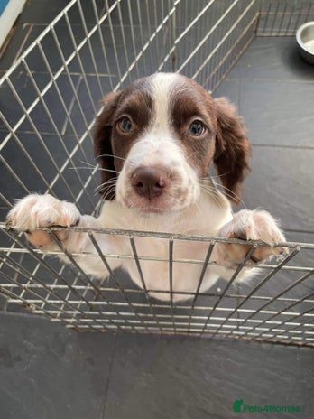 Sprocker dogs - Advert 3