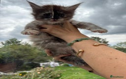 Maine Coon cats for sale: Registered Maine coon kittens  - Image 5
