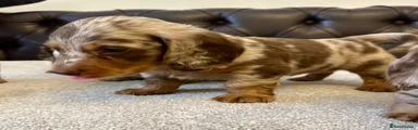 Miniature Dachshund 1