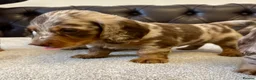 Miniature Dachshund dogs for sale: Dachshund miniature long hair  - Advert 18