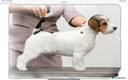 Jack Russell dogs for sale: Jack Russell Puppies - Image 16