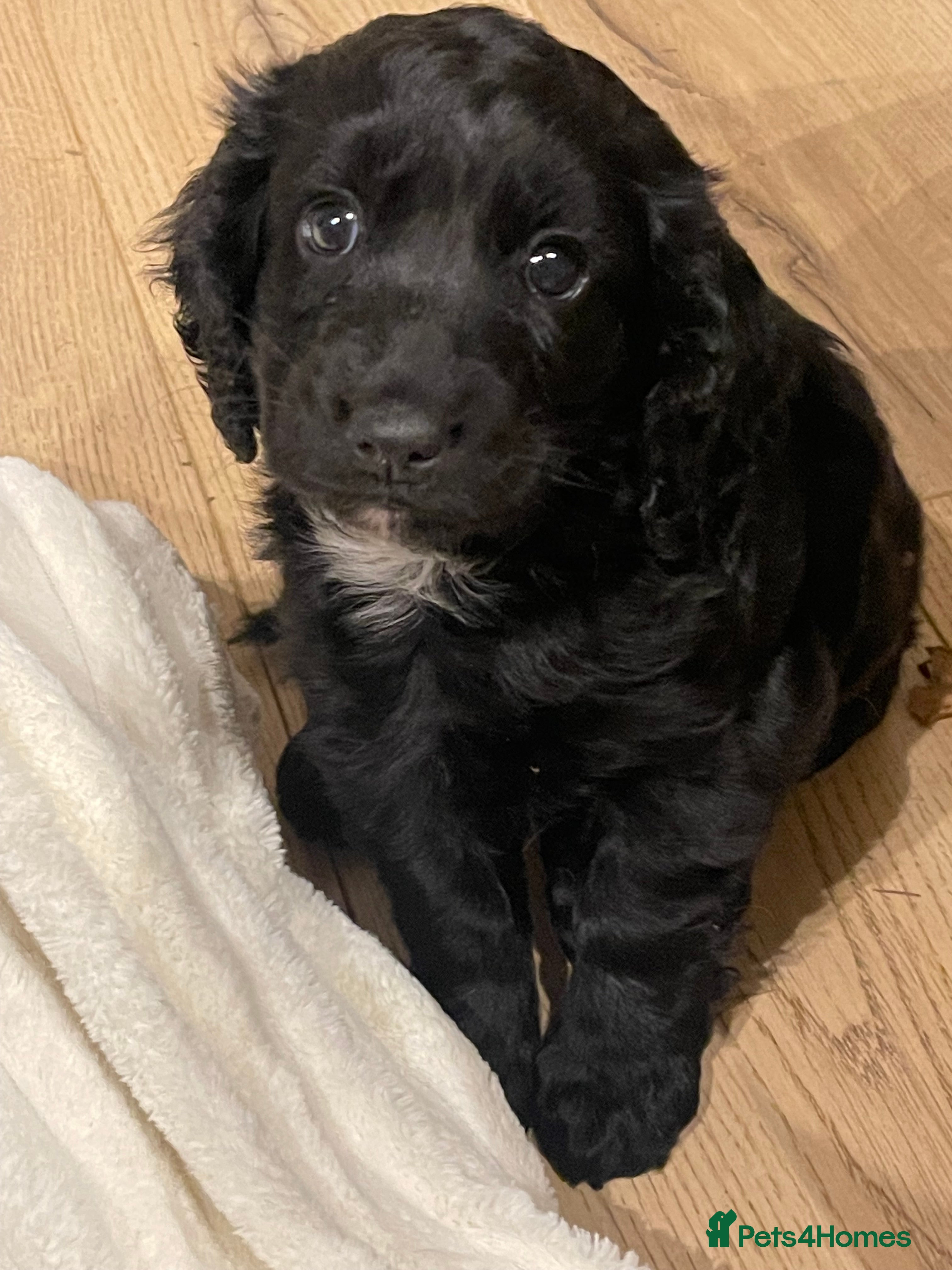 Cocker Spaniel dogs Beautiful Black Cocker Spaniel Girl - Advert 2