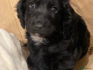 Cocker Spaniel dogs Beautiful Black Cocker Spaniel Girl - Advert 1