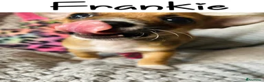 Frankie