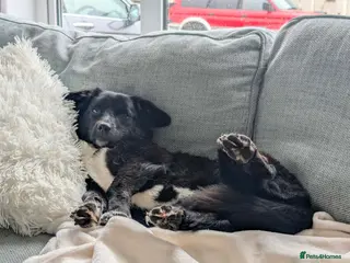 Mixed Breed dogs 🏡 Carla ❤️ Ready for Forever - Advert 7