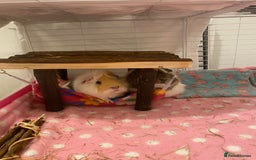 Guinea Pig rodents for sale: Two lovely boars with complete set up - Image 11