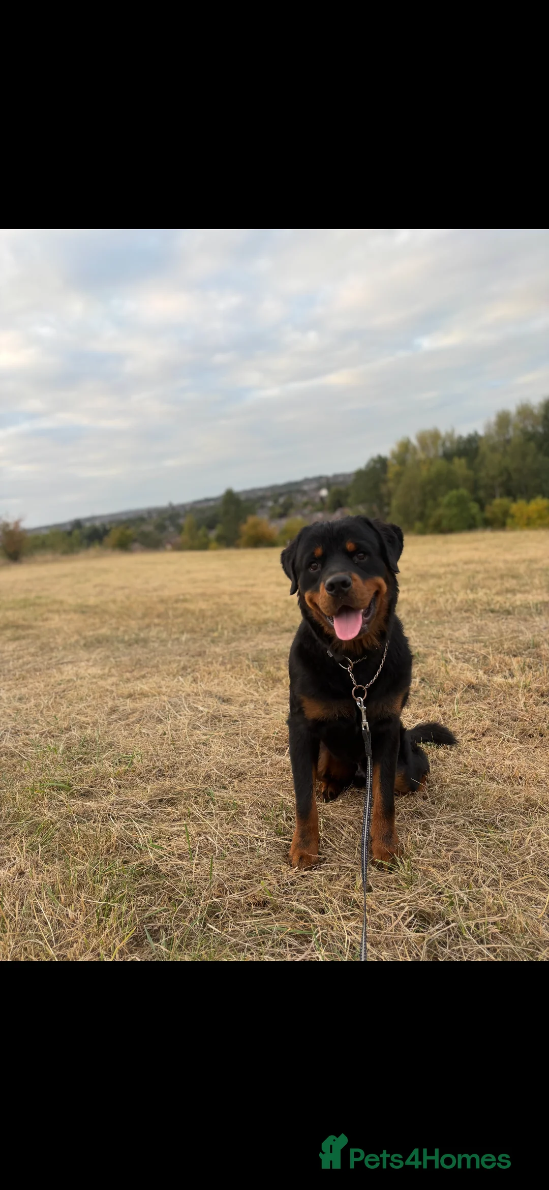 Rottweiler dogs for sale: Rottweiler Boy - Needs Good Home - Advert 1