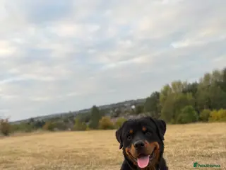 Rottweiler dogs Rottweiler Boy - Needs Good Home - Advert 3