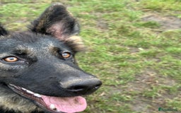 German Shepherd dogs for sale: Beautiful Female GSD - Image 6