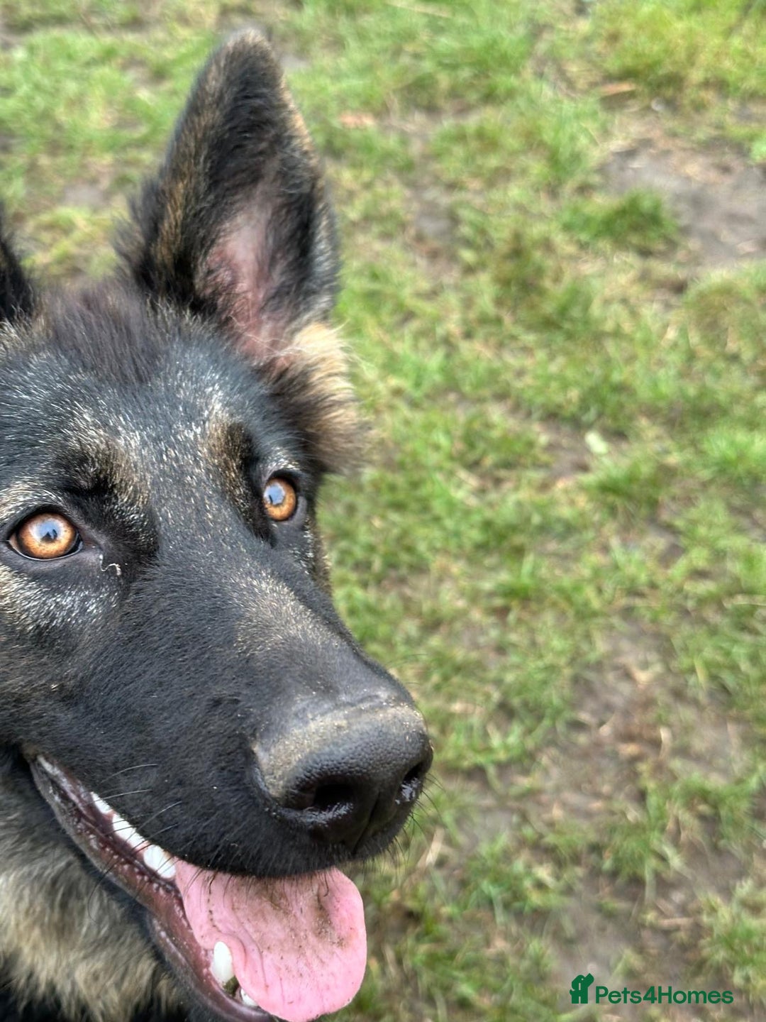 German Shepherd dogs for sale: Beautiful Female GSD - Image 6