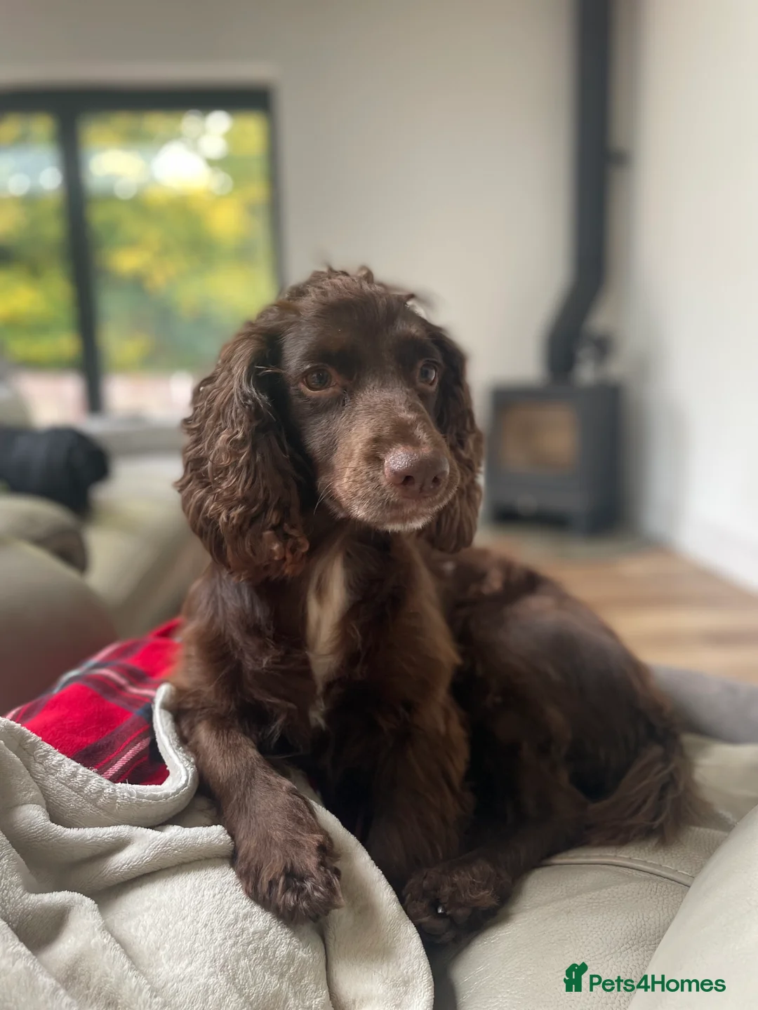 Cocker Spaniel dogs for sale: Working cocker spaniel puppies - Advert 7