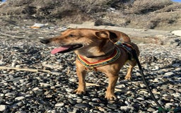 Mixed Breed dogs for adoption: Mickey – The Sweetest Small Shadow Companion - Advert 1