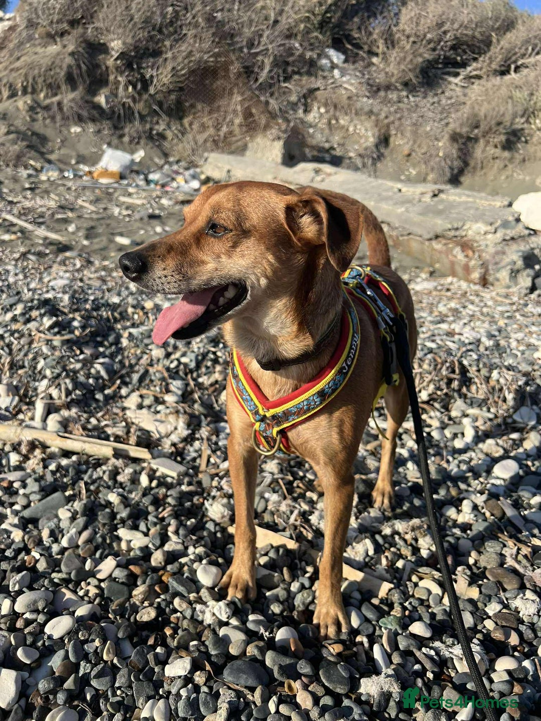 Mixed Breed dogs for adoption: Mickey – The Sweetest Small Shadow Companion - Advert 1