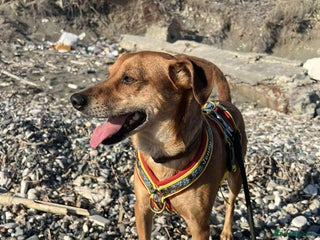 Mixed Breed dogs - Advert 15