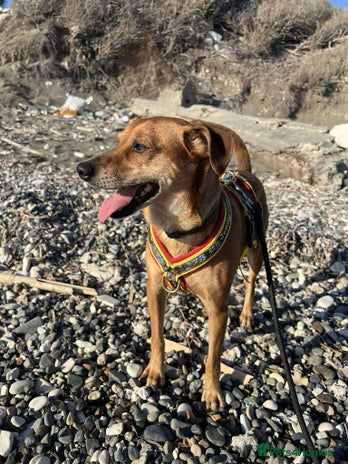 Mixed Breed dogs Mickey – The Sweetest Small Shadow Companion - Advert 10