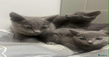 Russian Blue cats Stunning GCCF Russian Blue Kittens  - Advert 4