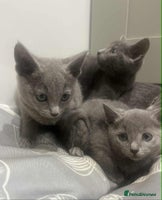 Russian Blue cats Stunning GCCF Russian Blue Kittens - Advert 4