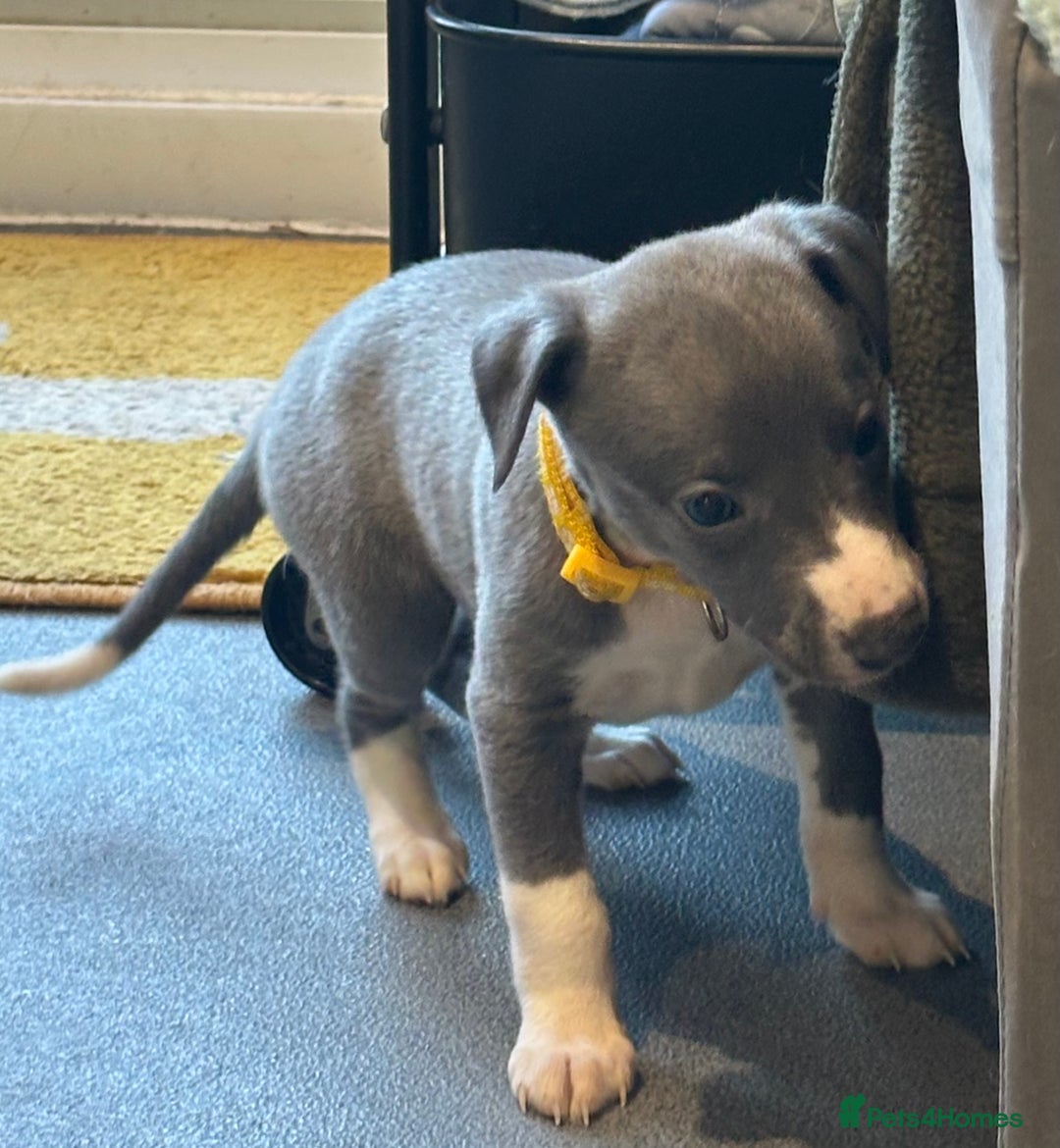 Whippet dogs for sale: Kc reg whippets Hear and eye tested parents  - Image 26