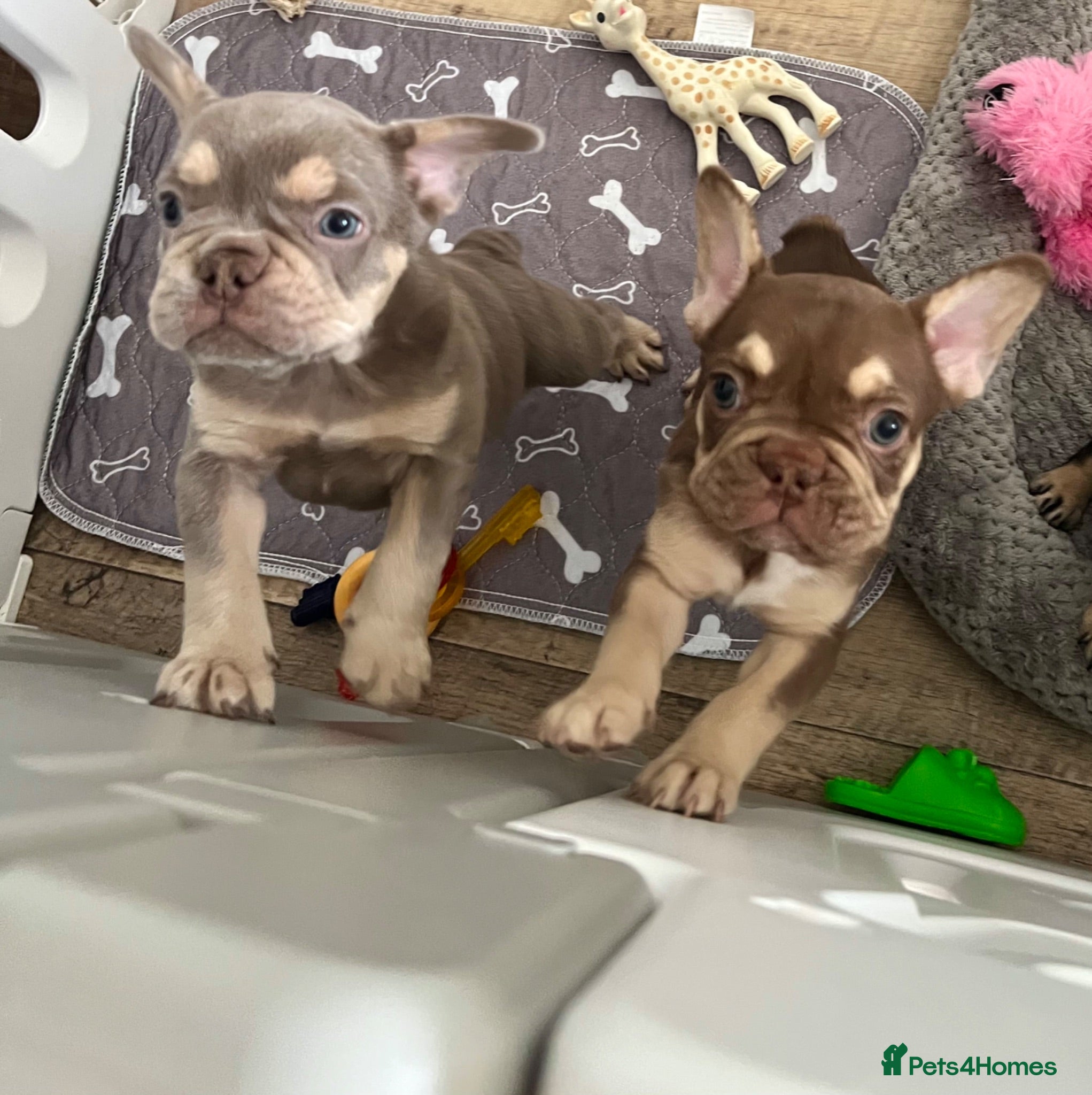 French Bulldog dogs KC French bulldog puppies highly healthed parents - Advert 1