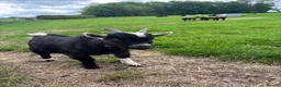 Goats livestock for sale: 2 Billy Pygmy Goats - Advert 5