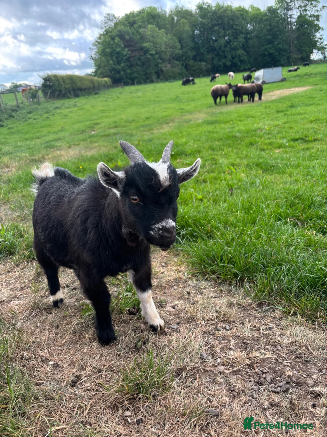 Goats livestock for sale: 2 Billy Pygmy Goats - Advert 5