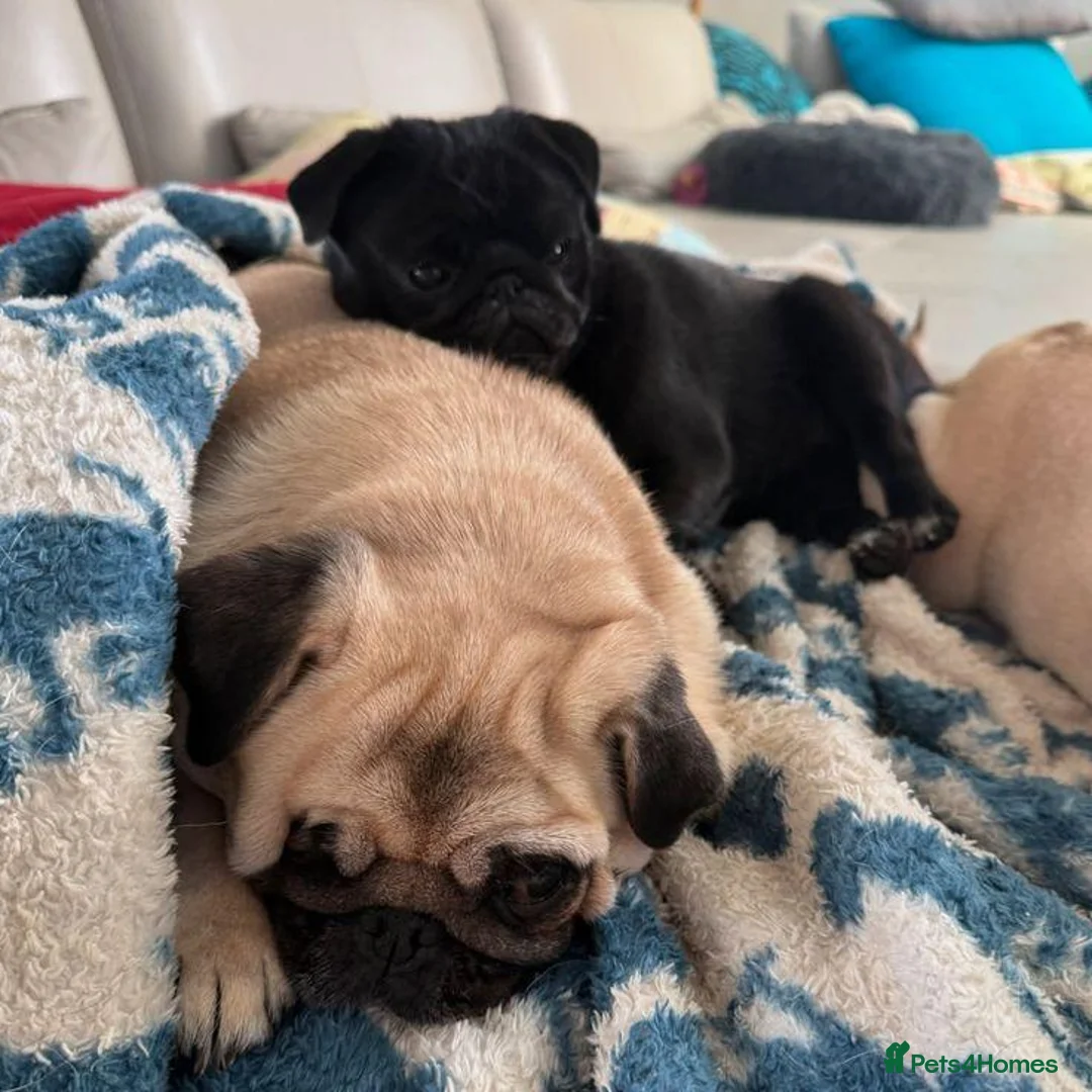 Pug dogs for sale: Fawn and black pug ready now in Liverpool - Advert 2
