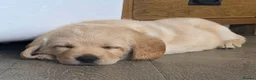 Labradoodle dogs for sale: DNA Health screened Miniature Labradoodles  - Advert 31