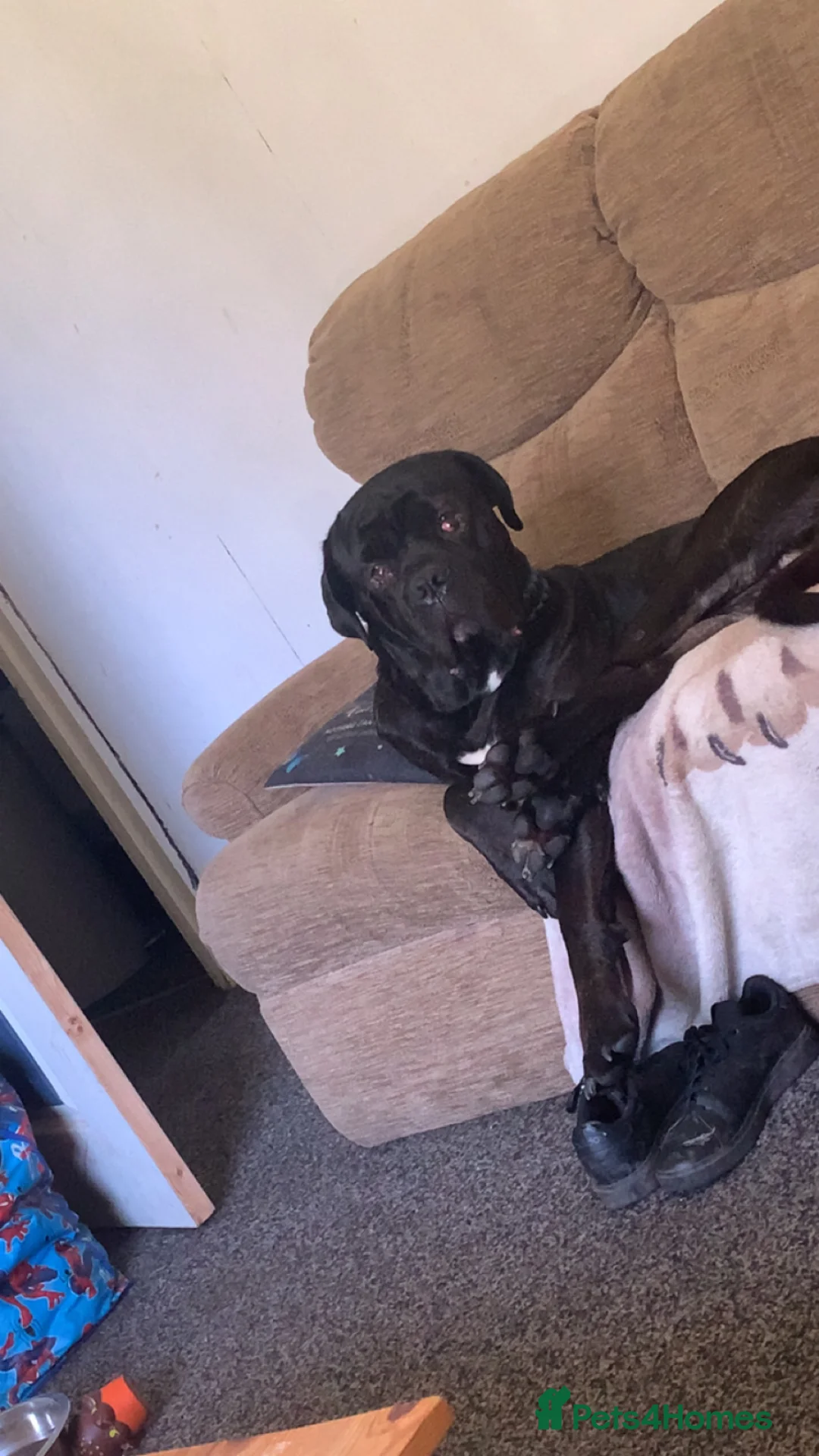 Cane Corso dogs for sale: Cane corso for rehoming  in Bolton - Advert 1