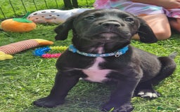 Springador dogs for sale: 💥FULL HEALTH TESTED BLACK SPRINGERDORS FOR SALE💥 in Market Drayton - Image 2