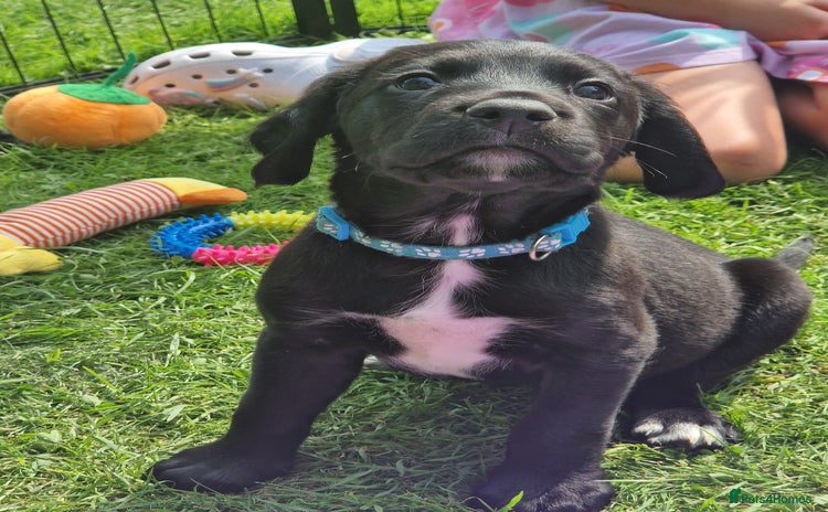 Springador dogs in Market Drayton - Advert 4