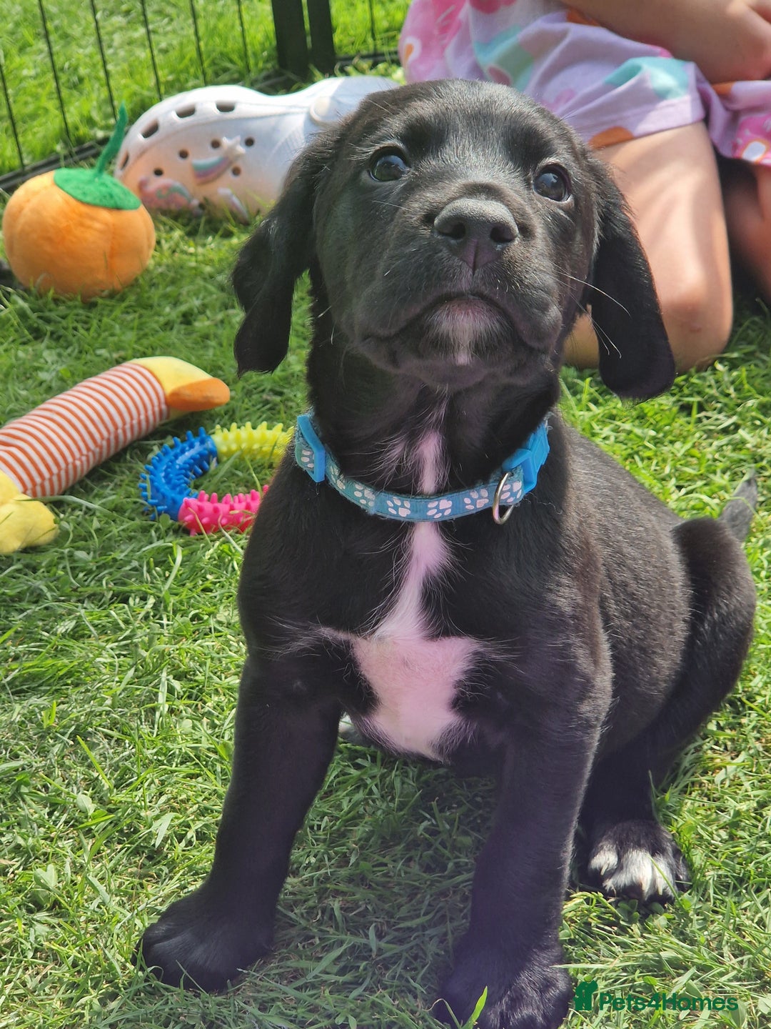 Springador dogs for sale: 💥FULL HEALTH TESTED BLACK SPRINGERDORS FOR SALE💥 in Market Drayton - Image 2