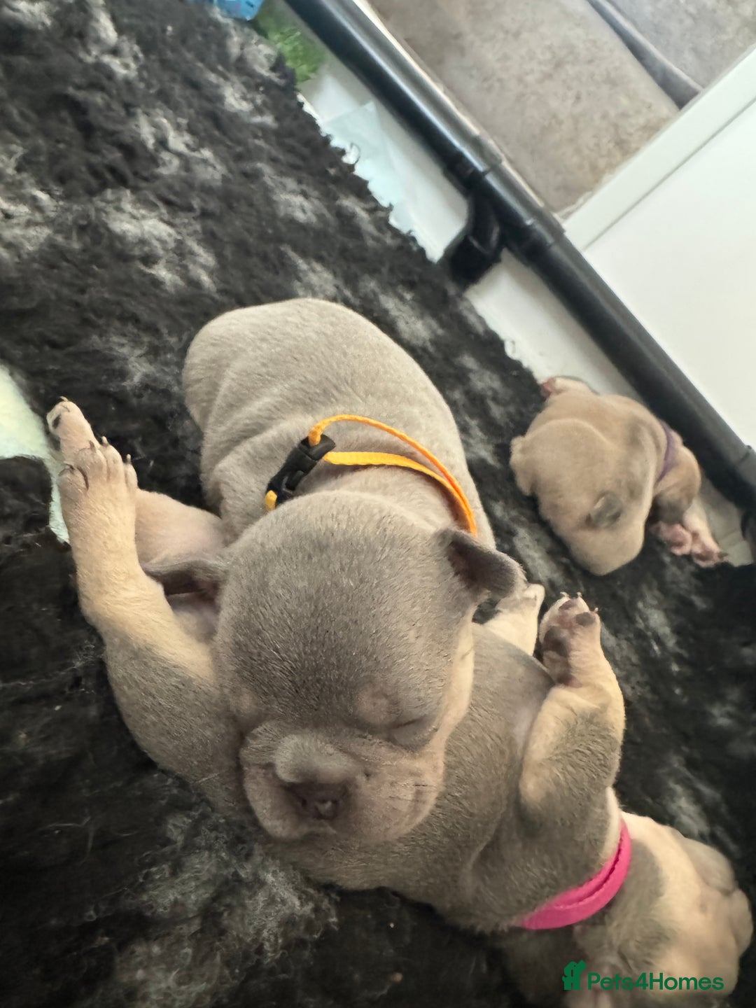 French Bulldog dogs for sale: French bulldog puppies - Image 11