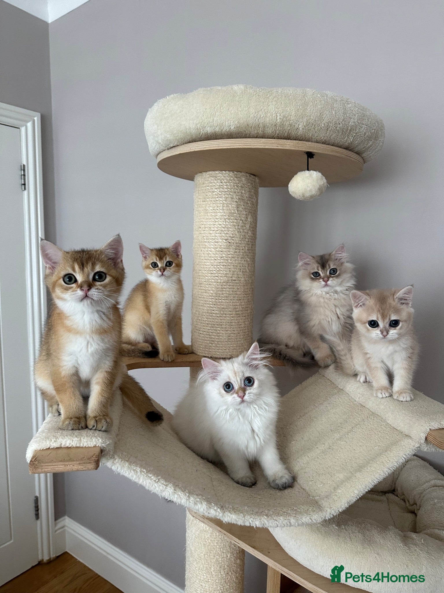 British Shorthair cats READY NOW! Pedigree kittens  - Advert 2