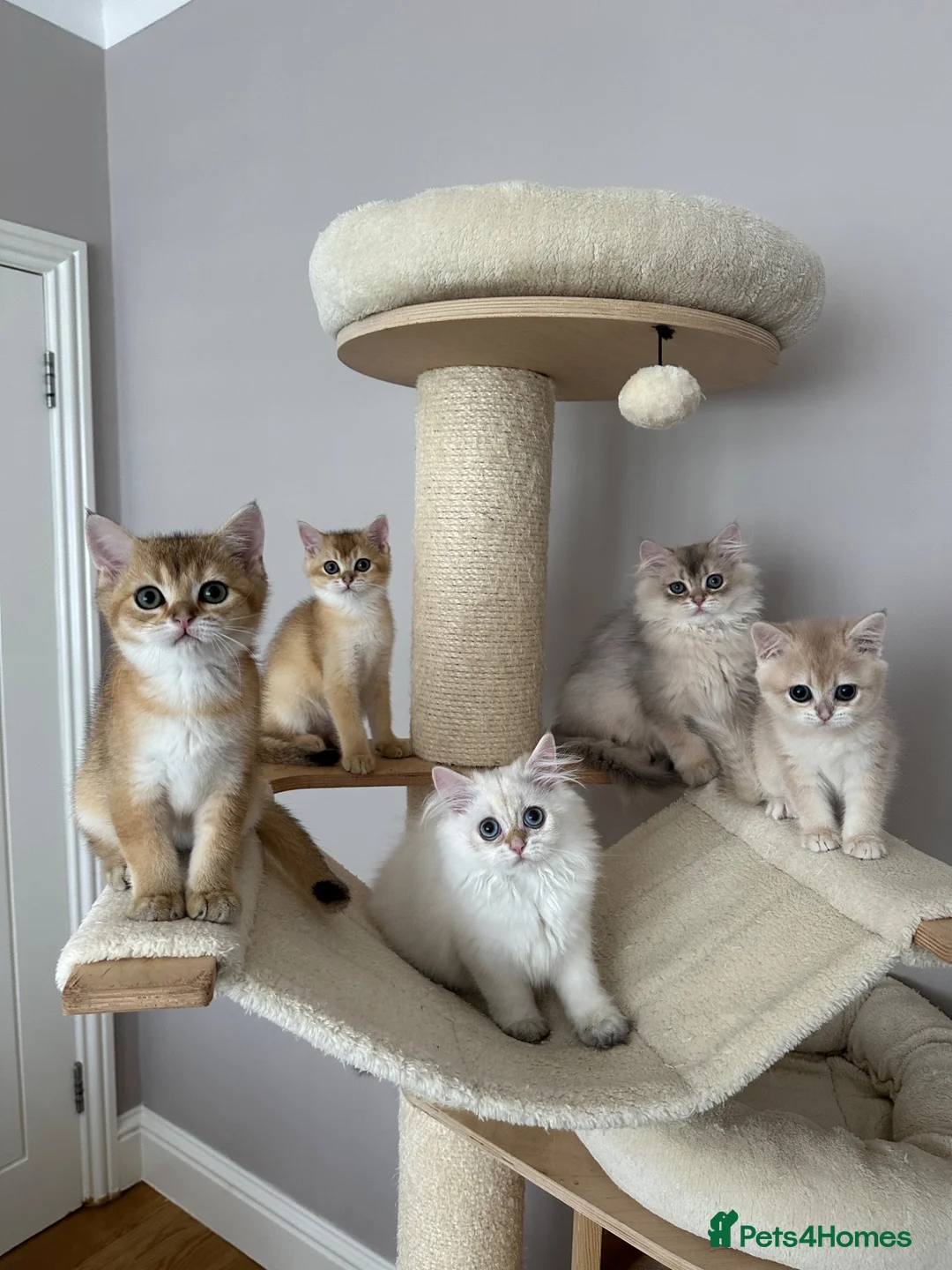 British Shorthair cats for sale: READY NOW! Pedigree kittens  - Advert 2
