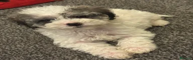 Bat