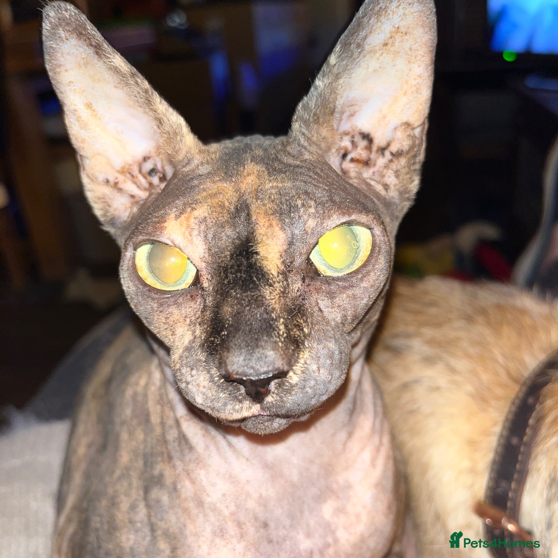 Sphynx cats SPHYNX CAT SPAYED FEMALE - Advert 1