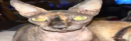 Sphynx cats for sale: SPHYNX CAT SPAYED FEMALE - Advert 1