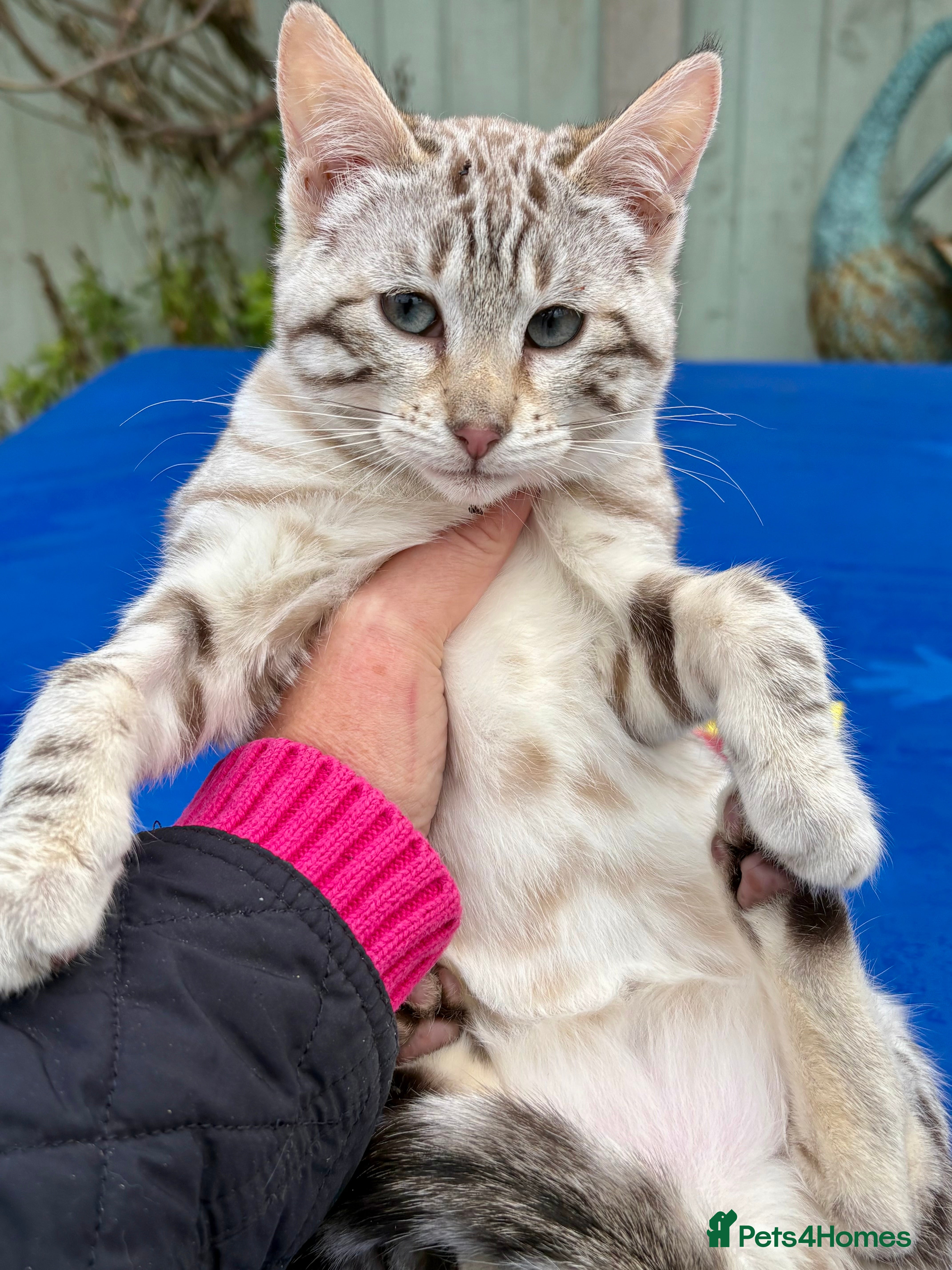Keetso cats Superb snow leopard female  - Advert 1