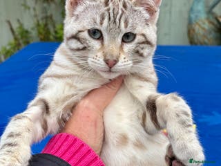 Keetso cats Superb snow leopard female - Advert 2