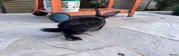 Continental Giant rabbits for sale: 8 Continental Giant Babies - Advert 18
