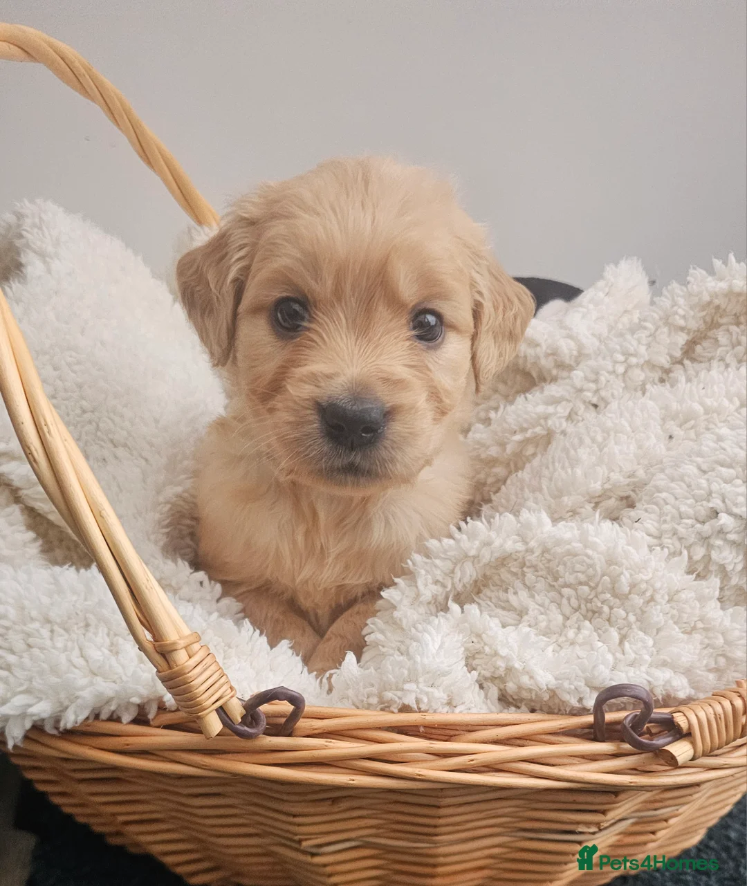 Golden Retriever dogs for sale: Amazing shades long awaited litter - Advert 24