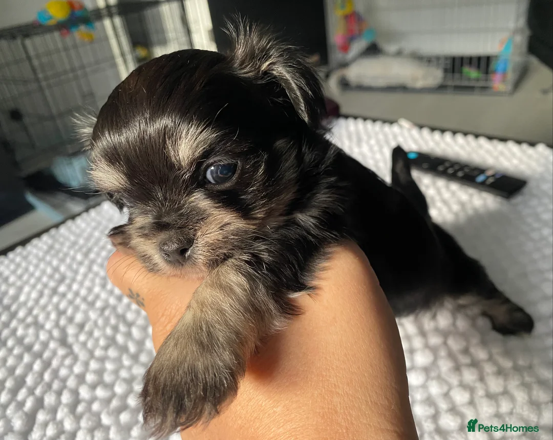 Mixed Breed dogs for sale: Adorable Tini malchi puppies  - Advert 17
