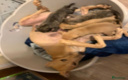 Lurcher dogs for sale: Family friendly pups - Image 7