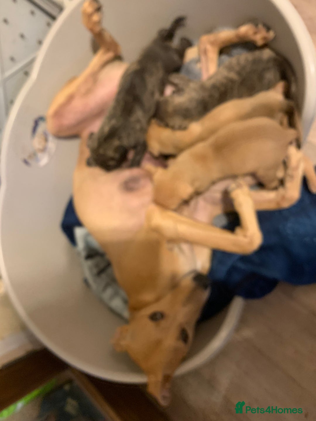 Lurcher dogs for sale: Family friendly pups - Image 7