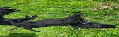 Russian Black Terrier Puppy 1