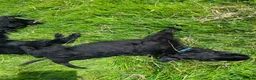 Russian Black Terrier dogs for sale: Russian Black Terrier Pups for Sale - Advert 16