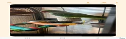 Parrots birds for sale: Alexandrine parrot in Merthyr Tydfil - Advert 5