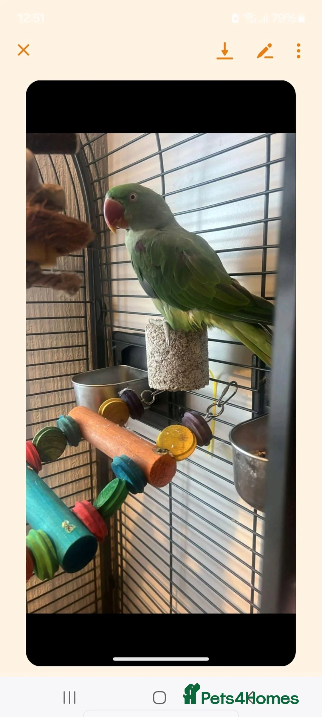 Parrots birds for sale: Alexandrine parrot in Merthyr Tydfil - Advert 5